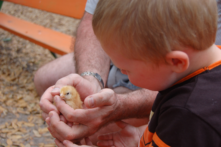 06-03-02, 04, Connor looking at chick, Green Meadows, Fl