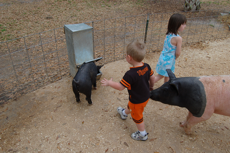 06-03-02, 16, Connor in pig pen, Green Meadows, Fl