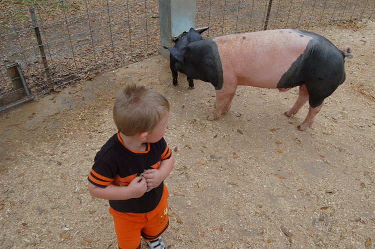 06-03-02, 17, Connor in pig pen, Green Meadows, Fl