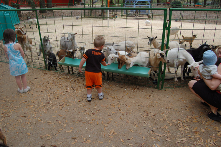 06-03-02, 23, Connor with Goats, Green Meadows, Fl