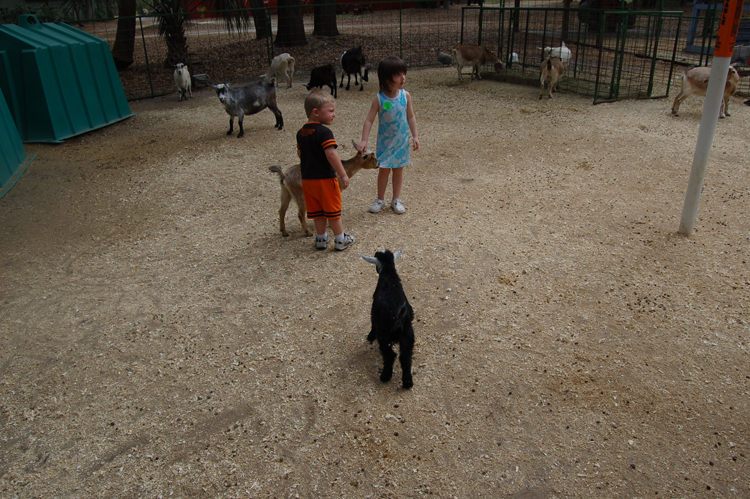 06-03-02, 33, Connor with Goats, Green Meadows, Fl