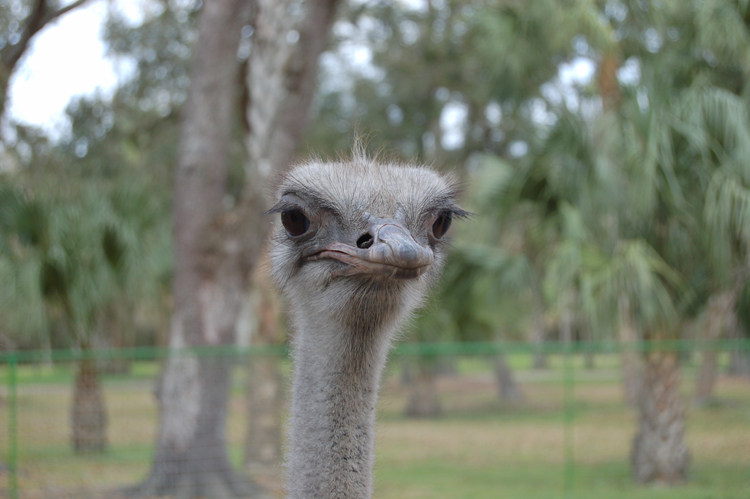 06-03-02, 37, Ostrich Head, Green Meadows, Fl