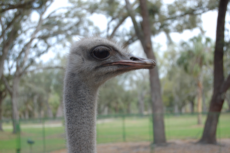 06-03-02, 38, Ostrich Head, Green Meadows, Fl