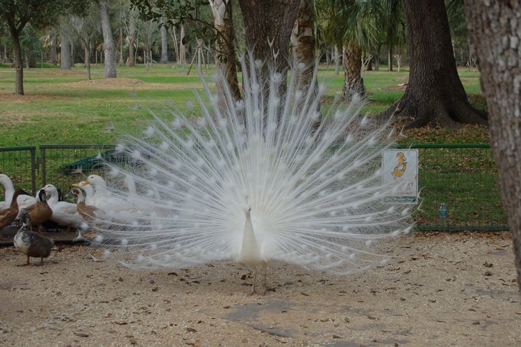 06-03-02, 39, White Pheasant, Green Meadows, Fl