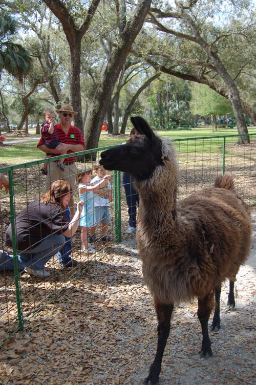 06-03-02, 46, Lama, Green Meadows, Fl