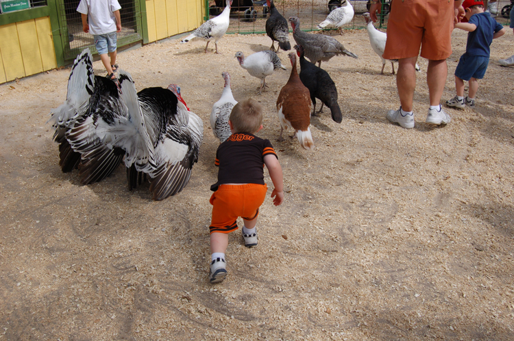 06-03-02, 52, Connor chasing Turkeys, Green Meadows, Fl