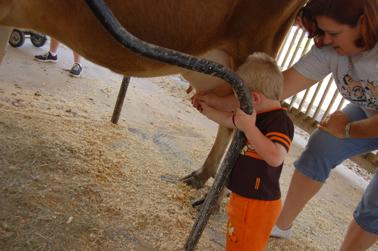 06-03-02, 68, Connor milking a cow, Green Meadows, Fl