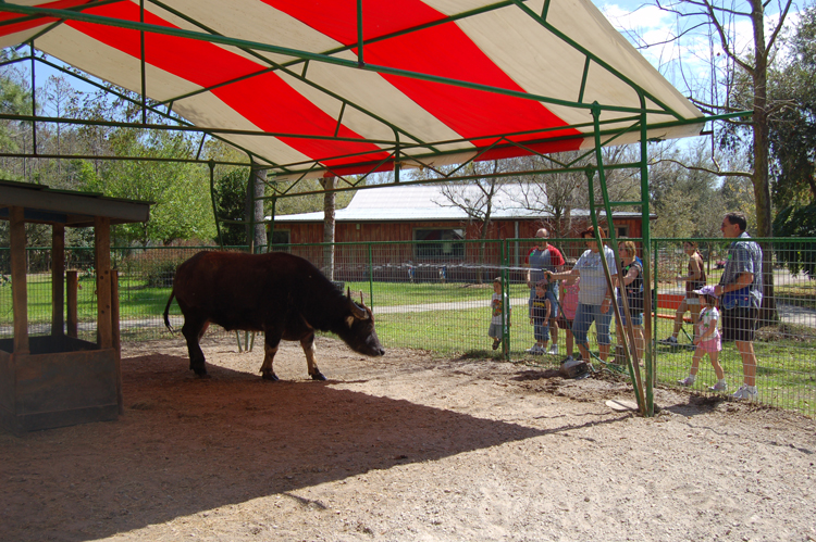 06-03-02, 70, Water Buffalo, Green Meadows, Fl