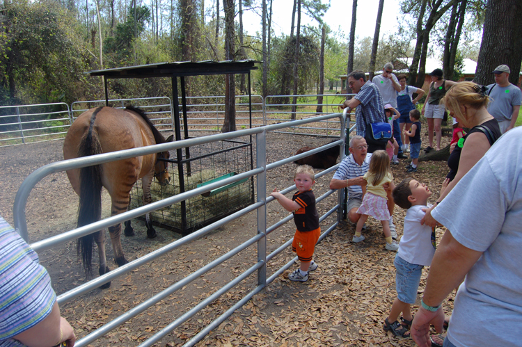 06-03-02, 73, Zebra-Horse and Connor, Green Meadows, Fl