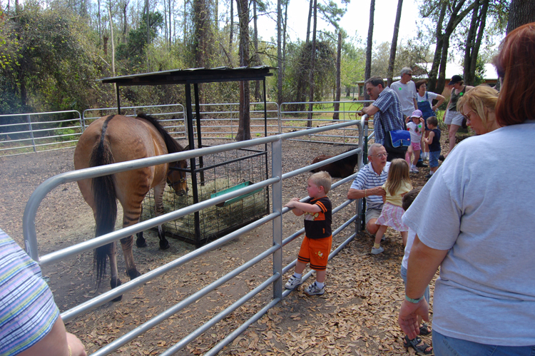 06-03-02, 74, Zebra-Horse and Connor, Green Meadows, Fl