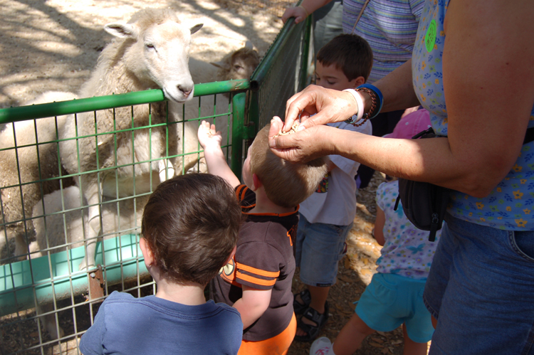 06-03-02, 75, Connor feeding Sheep, Green Meadows, Fl