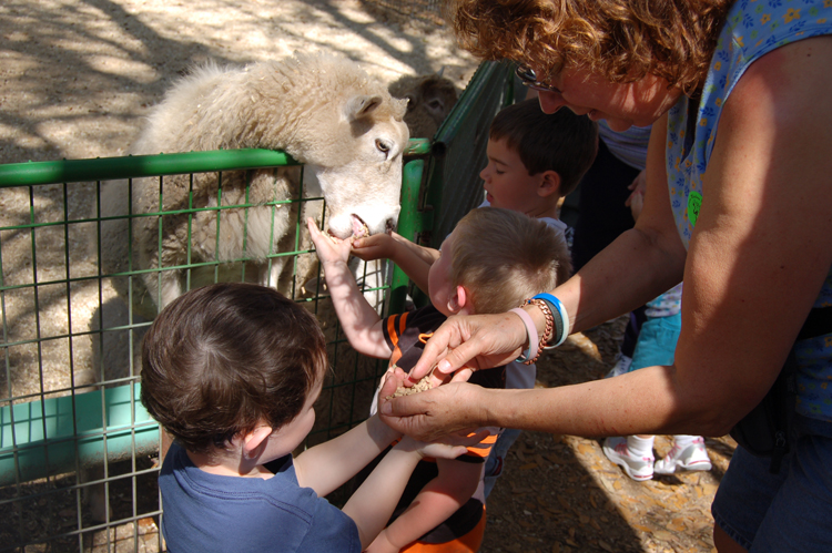 06-03-02, 76, Connor feeding Sheep, Green Meadows, Fl