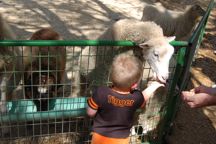 06-03-02, 77, Connor feeding Sheep, Green Meadows, Fl