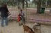 06-03-02, 30, Connor with Goats, Green Meadows, Fl