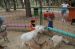 06-03-02, 31, Connor & Kaitlyn with Goats, Green Meadows, Fl