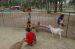 06-03-02, 35, Connor with Goats, Green Meadows, Fl