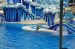 06-06-18, 185, SeaWorld, Fla