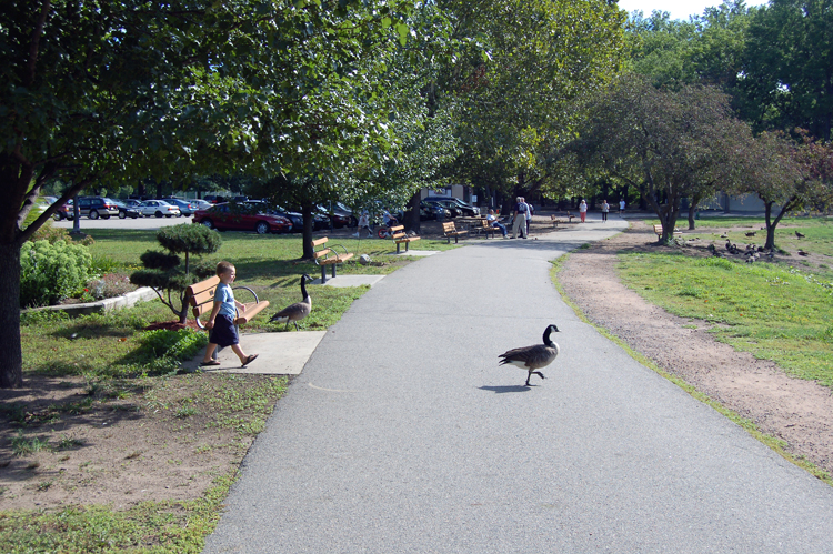 06-08-11, 010, Connor chasing Geese in Saddle Brook Park