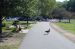 06-08-11, 010, Connor chasing Geese in Saddle Brook Park