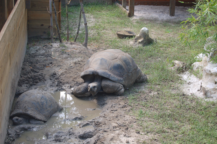 06-09-22, 021, Turtles, Fla