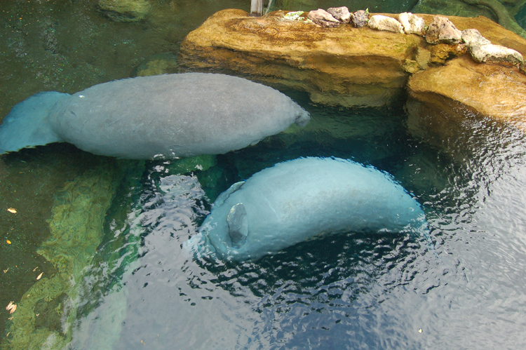 07-03-02, 038, Manatee Rescue, Sea World, FL