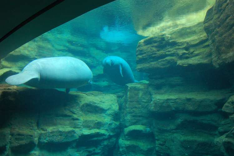 07-03-02, 042, Manatee Rescue, Sea World, FL