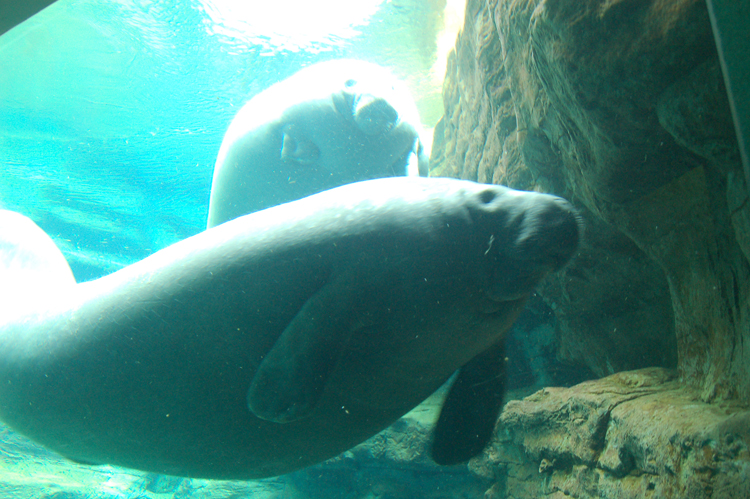 07-03-02, 045, Manatee Rescue, Sea World, FL