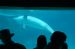 07-03-02, 033, Dolphin Cove, Sea World, FL