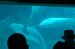 07-03-02, 034, Dolphin Cove, Sea World, FL