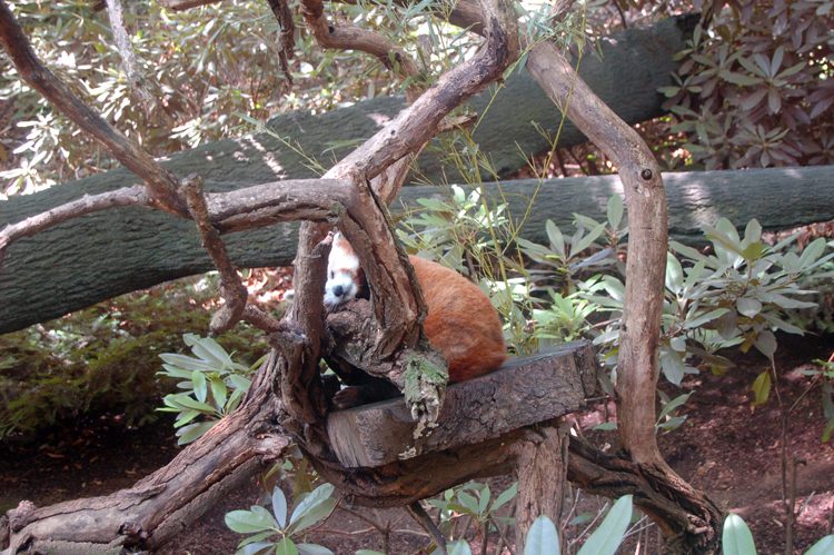 07-07-06, 035, Bronx Zoo, NYC
