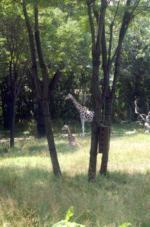 07-07-06, 087, Bronx Zoo, NYC