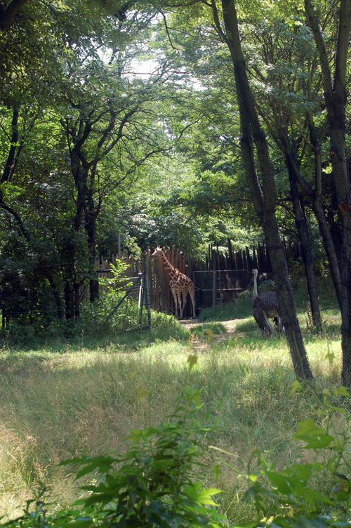 07-07-06, 089, Bronx Zoo, NYC