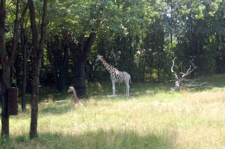 07-07-06, 090, Bronx Zoo, NYC