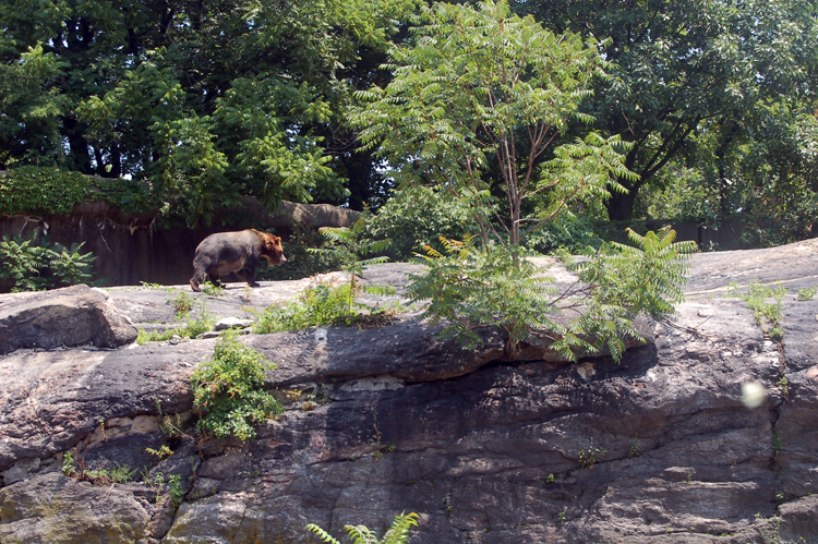 07-07-06, 092, Bronx Zoo, NYC