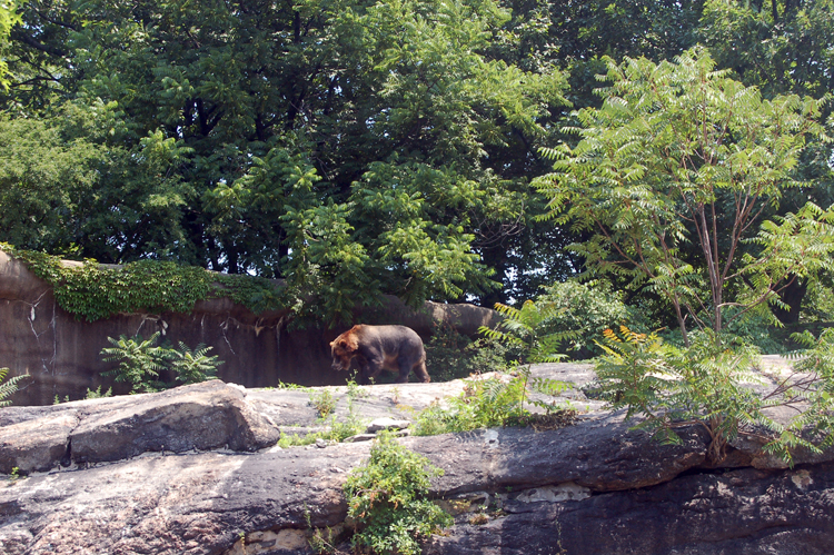 07-07-06, 093, Bronx Zoo, NYC