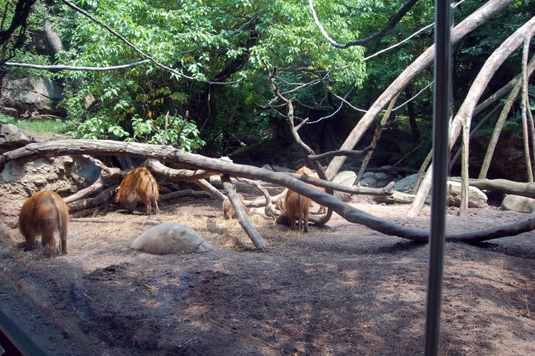 07-07-06, 117, Bronx Zoo, NYC