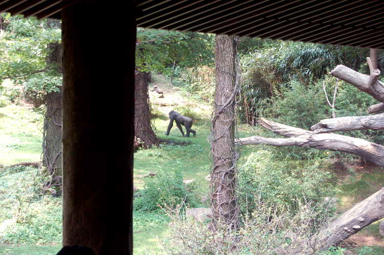 07-07-06, 125, Bronx Zoo, NYC