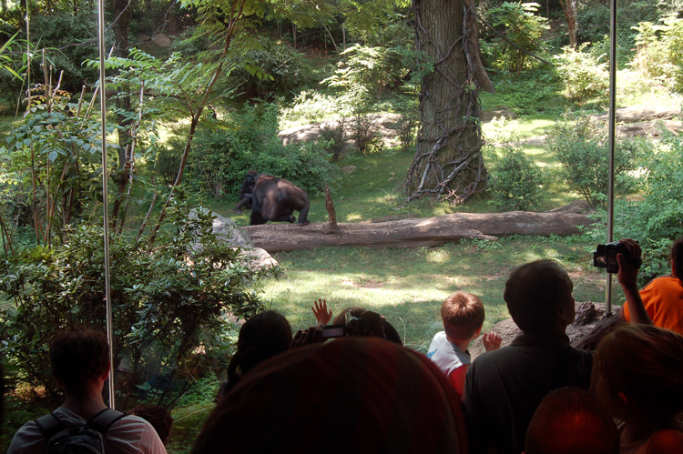 07-07-06, 131, Bronx Zoo, NYC