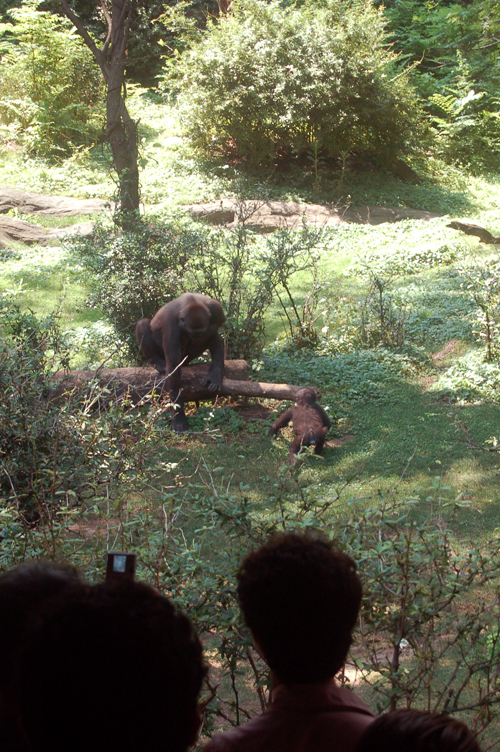 07-07-06, 138, Bronx Zoo, NYC