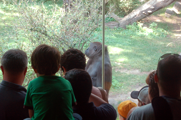 07-07-06, 144, Bronx Zoo, NYC