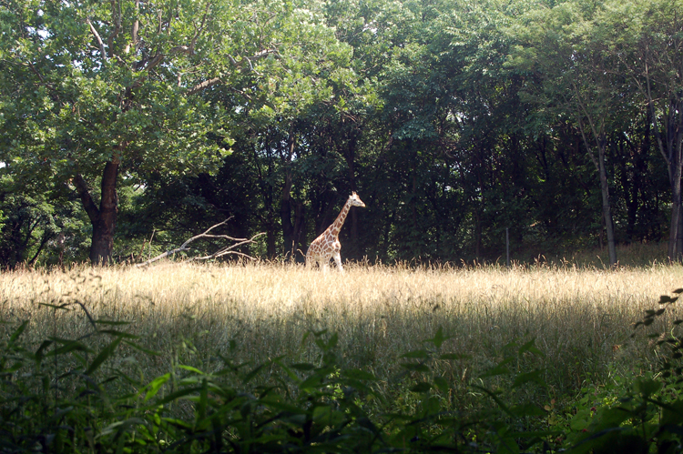 07-07-06, 152, Bronx Zoo, NYC