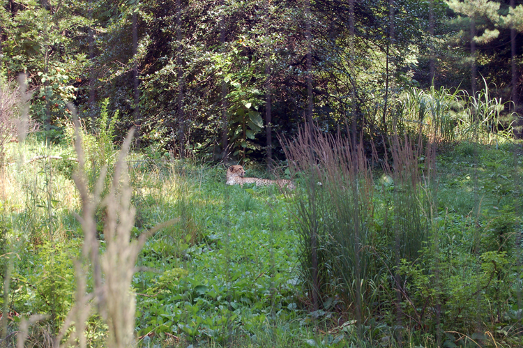 07-07-06, 155, Bronx Zoo, NYC