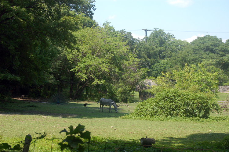 07-07-06, 157, Bronx Zoo, NYC