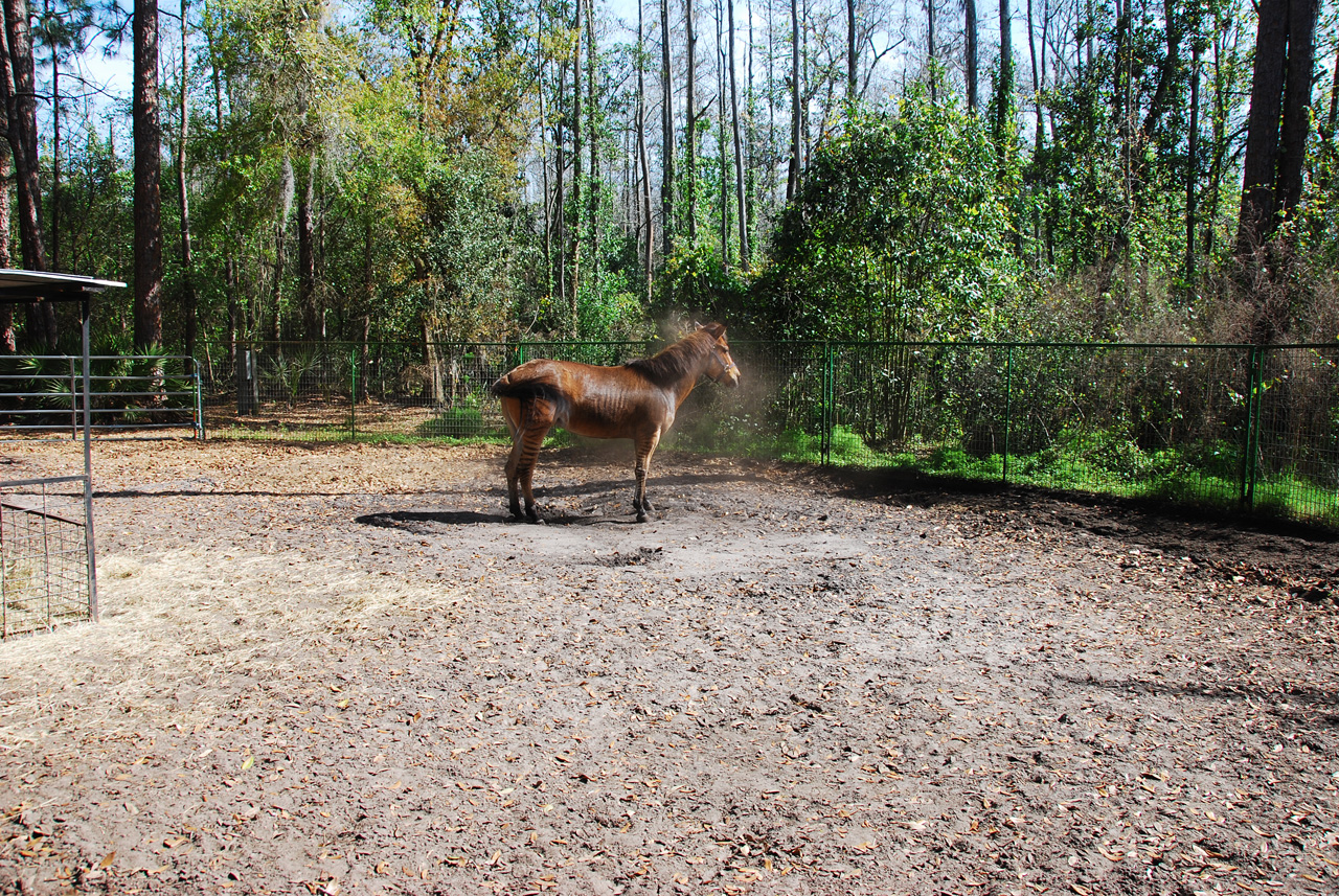 08-03-03, 013, Green Meadows Farm, Fla