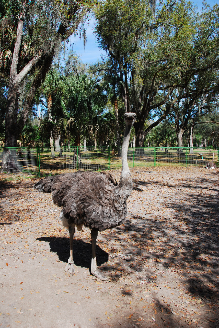 08-03-03, 050, Green Meadows Farm, Fla