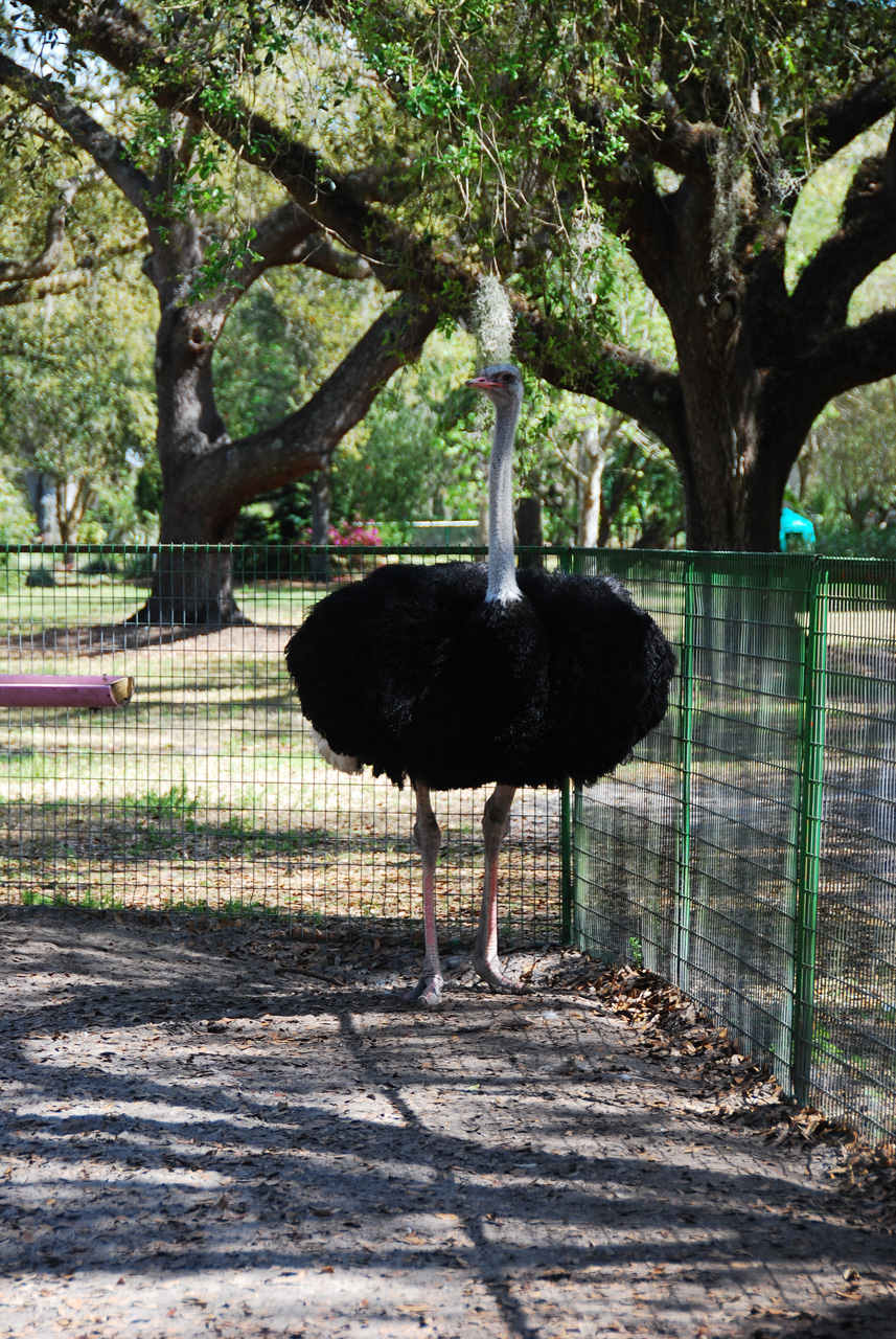 08-03-03, 051, Green Meadows Farm, Fla