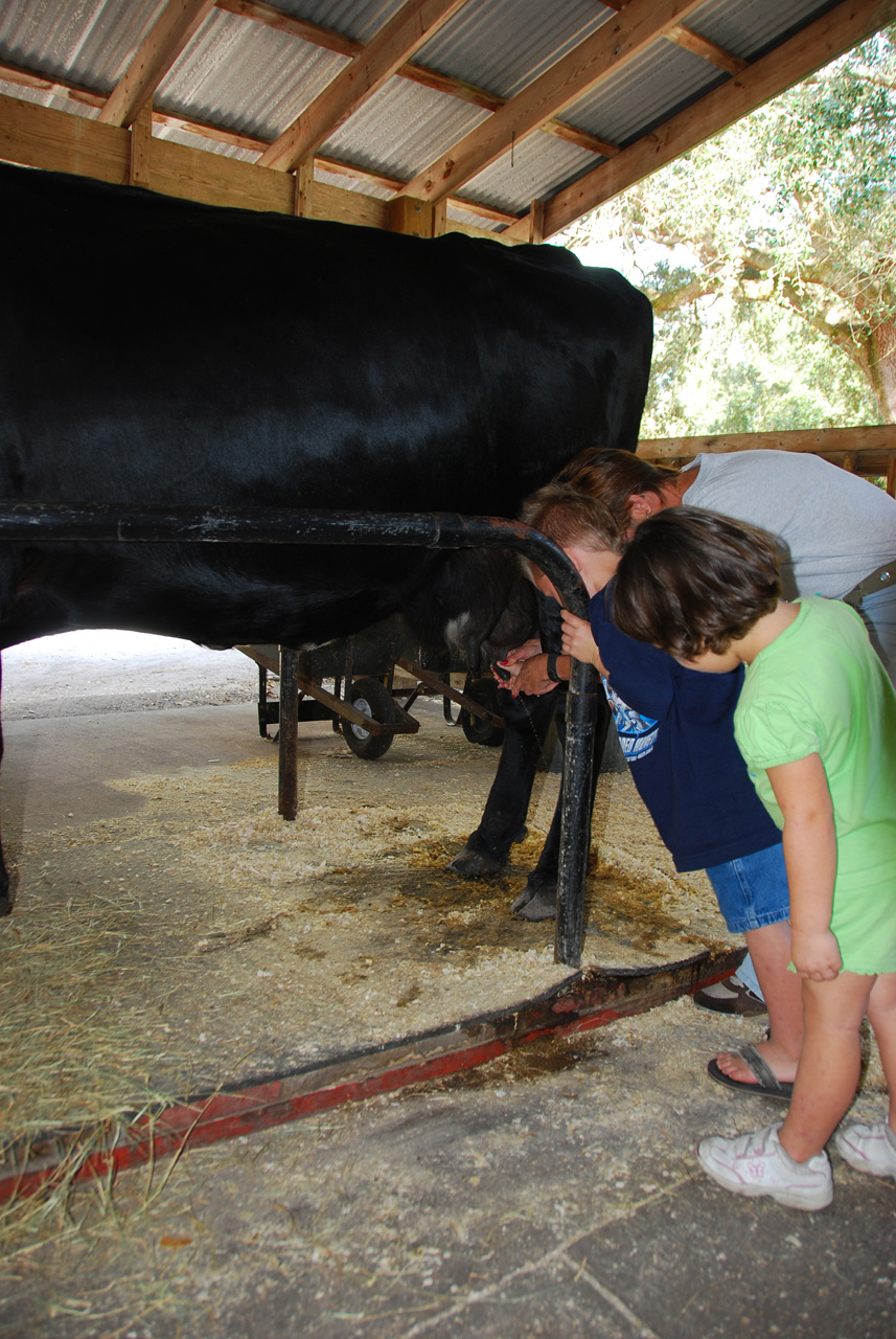 08-12-29, 042, Green Meadows Farm, Fla