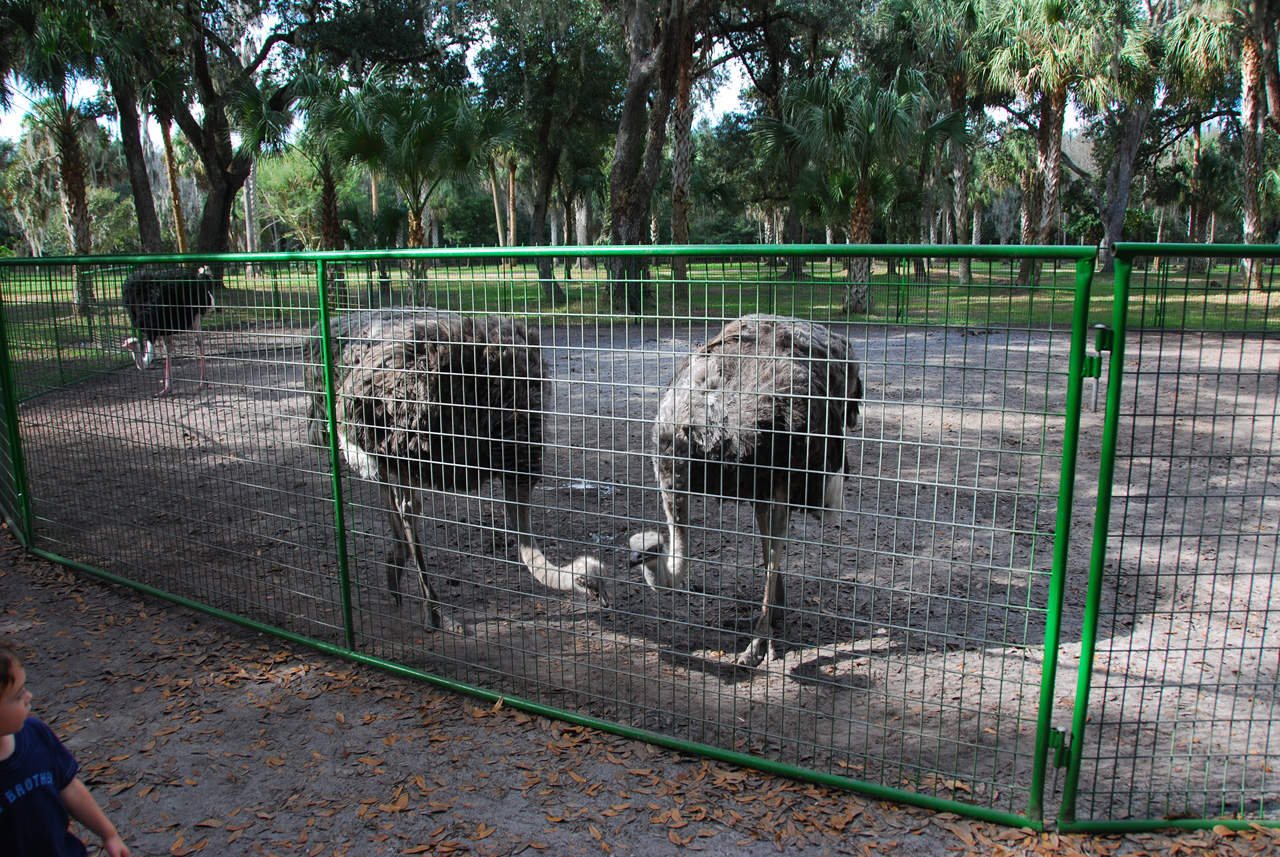 08-12-29, 089, Green Meadows Farm, Fla