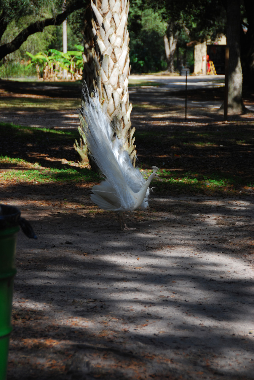 08-12-29, 109, Green Meadows Farm, Fla