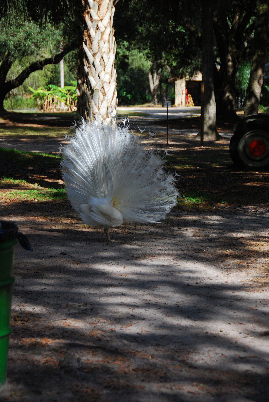 08-12-29, 110, Green Meadows Farm, Fla